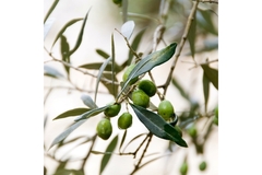 Olive fruit plant.
